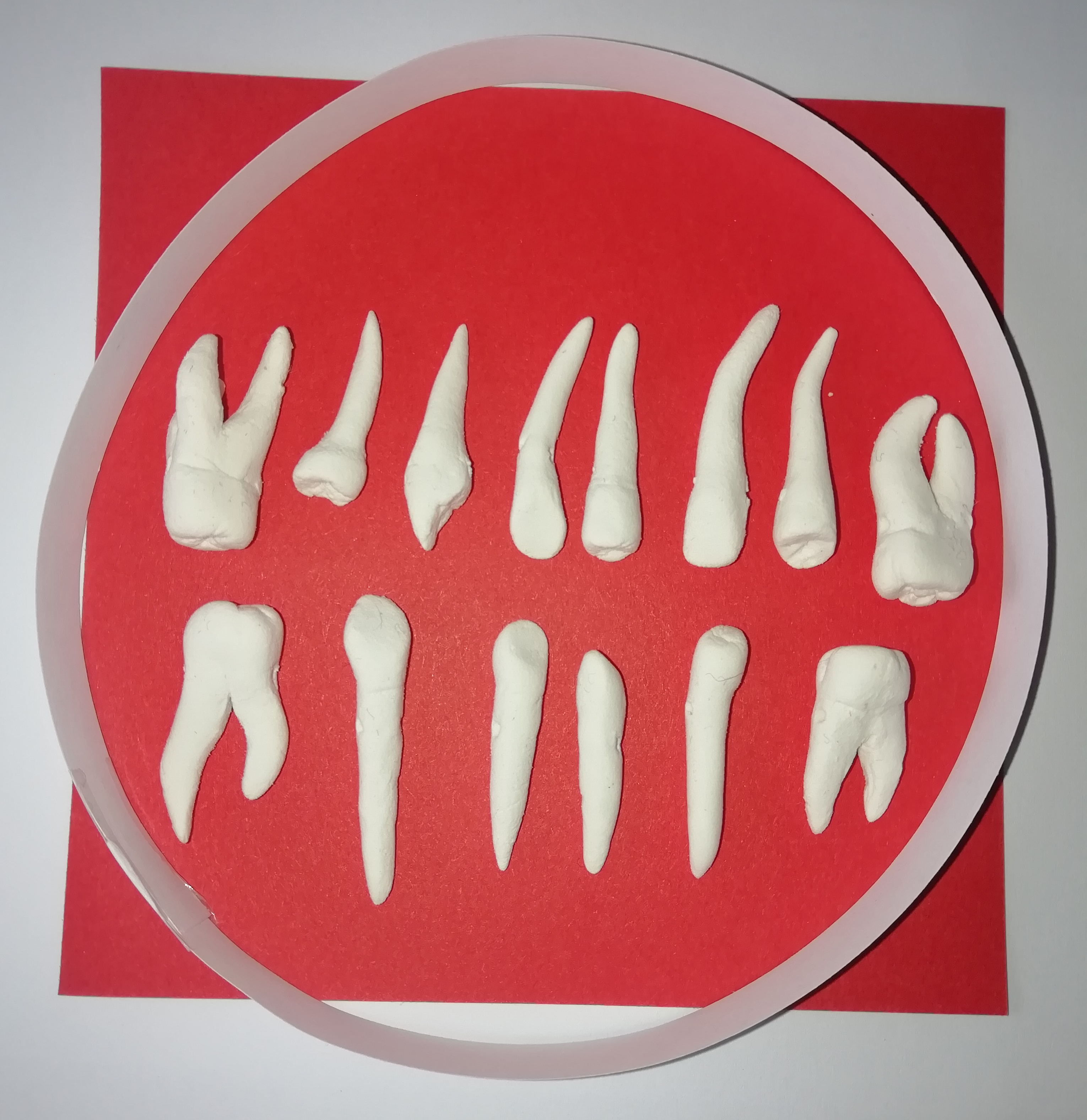 Teeth